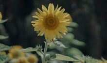 2020关于立夏的谚语大全