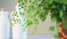 关于亲情血缘的句子