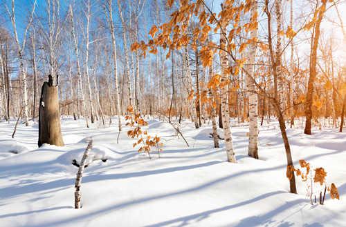 雪花充满形状
