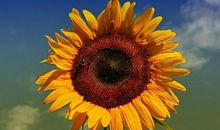 朋友心碎的句子