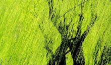 2020植树节推广口号 最新有创意的植树节标语