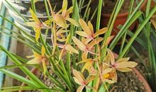 家里兰花开了的心情说说