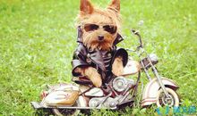 网上最火的句子