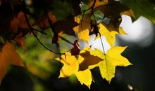 关于美食很文艺的句子