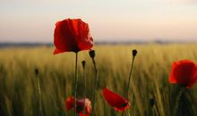 文艺一点的内涵句子