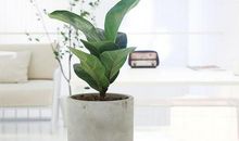 通过环境来表现亲情句子