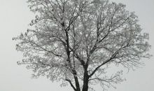 描写树木冬天的句子