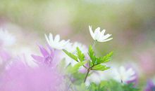 张小娴微博的经典语录