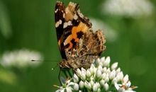 蝴蝶破茧成蝶励志句子