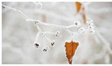 让人心静的句子词语