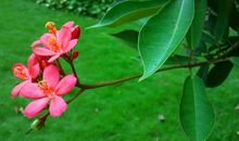 描写春天花的成语