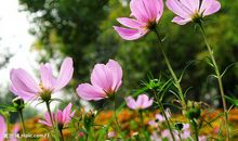 关于感恩父母和老师的句子