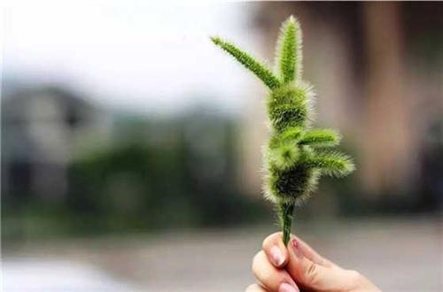 狗尾草是路上的一种野草
