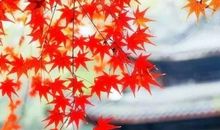 20句优美好听的语句