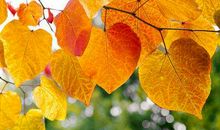 描写深秋落叶的句子