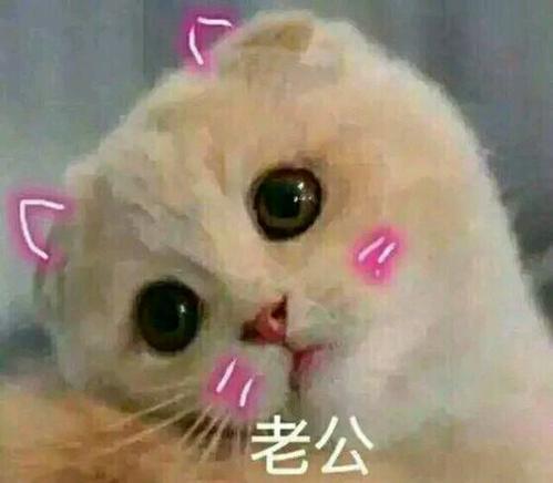 我努力赚钱