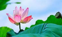 描写荷花的优美句子