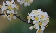 梨花盛开发朋友圈说说 看梨花心情说说