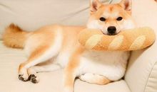 幽默风趣的句子发朋友圈开心一下