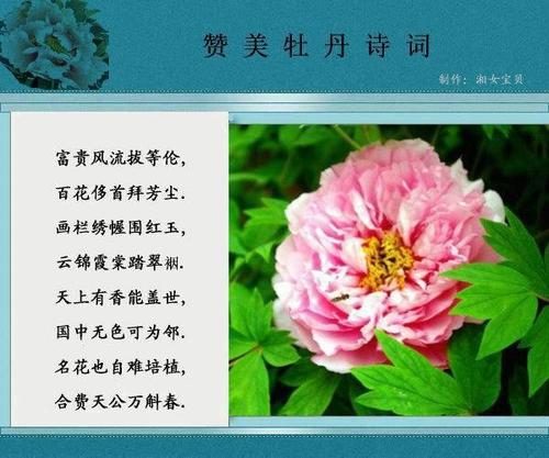   漂亮的句子描述了牡丹花朵 牡丹象征着优雅高贵的人们