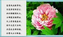 描写牡丹花的优美句子