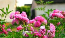 让自己心静的句子