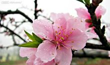 关于描写桃花的段落