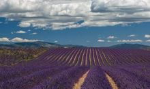 说亲情的句子英文