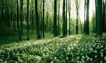 很含蓄的亲情优美句子