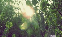 描写春天太阳的好段