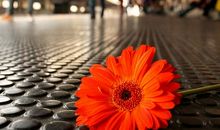 每天像花一样绽放的说说