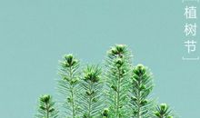 2020植树节唯美的句子 关于植树节优美的说说