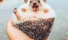 逗人笑的句子大全