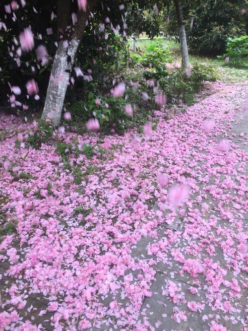   描述花朵和优美的句子 句子是语言使用的基本单位
