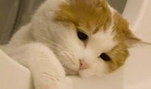 开心不起来的句子