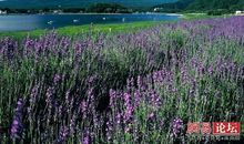 看了能让人心静的句子