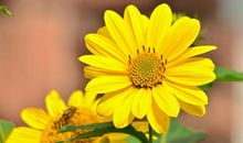 表示自己看淡亲情的句子