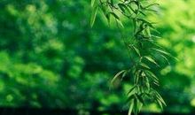 2019清明节扫墓的句子