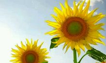 关于亲情的高级复杂英语句子