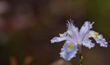 形容亲情永驻的句子