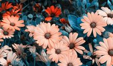 关于开心的优美句子