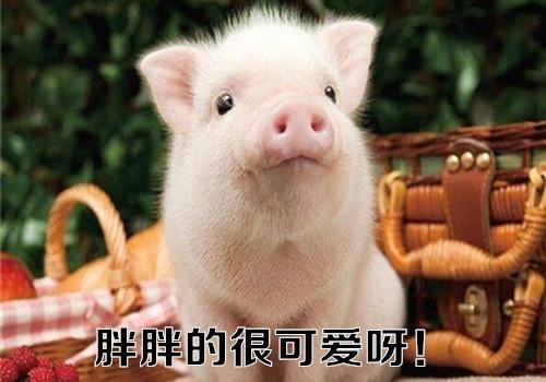 在这个每个人都看着自己的脸的社会中
