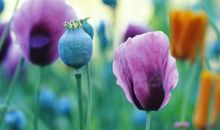 表达全家幸福的句子大全