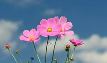 借花抒情的句子