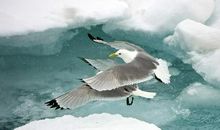 关于兄弟之间的亲情句子