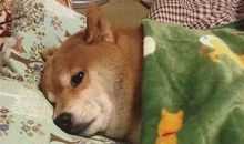 适合躺在床上发的朋友圈心情说说