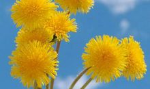 早安感恩正能量的句子