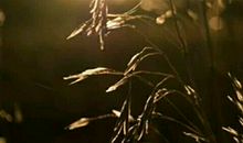 她说的抒情句子