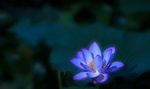 荷塘月色优美句子