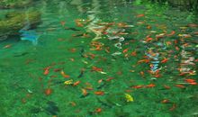 鱼在开心的游着的句子